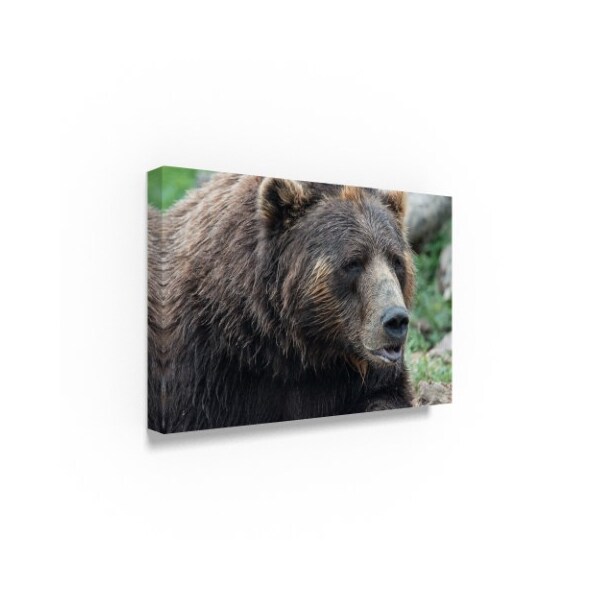 Robert Michaud 'Brown Bear Center' Canvas Art,22x32